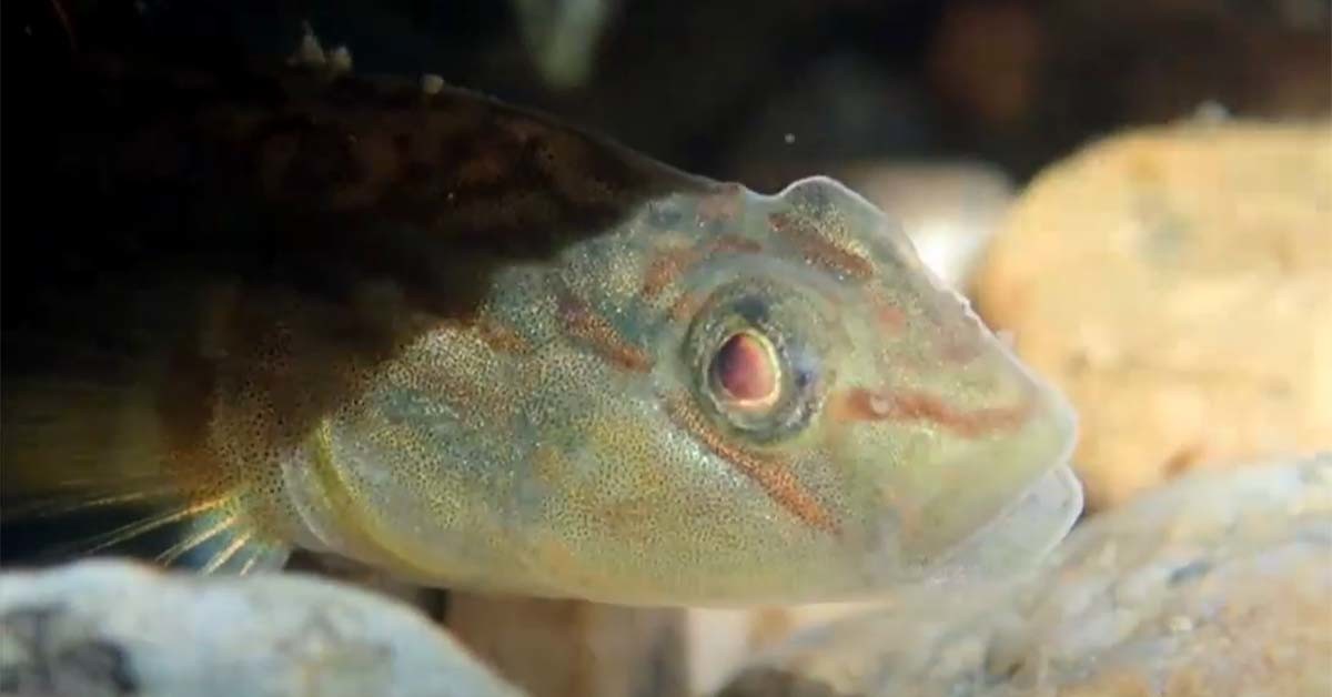 밀어 / '딩가딩가 스튜디오' 유튜브