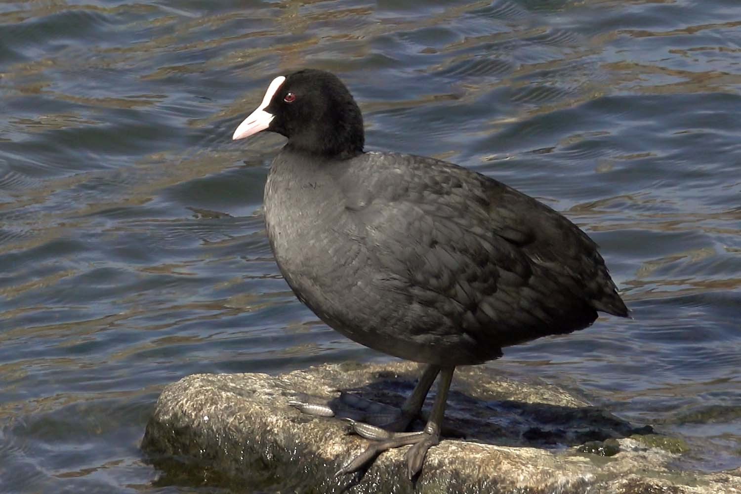 물닭 / 국립생물자원관