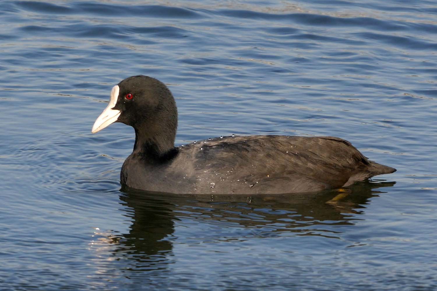 물닭 / 국립생물자원관