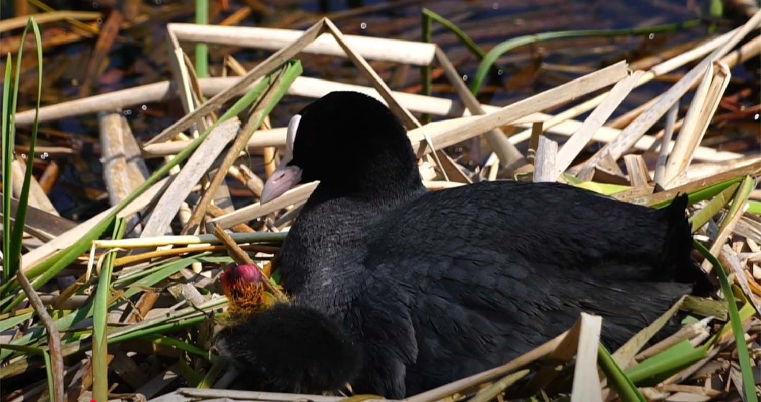 물닭 가족 / ‘wonwang’ 유튜브