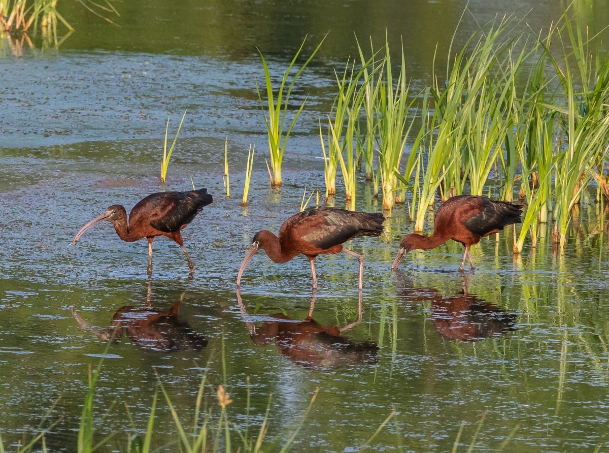 적갈색따오기 자료 사진. / Jim Beers-shutterstock.com