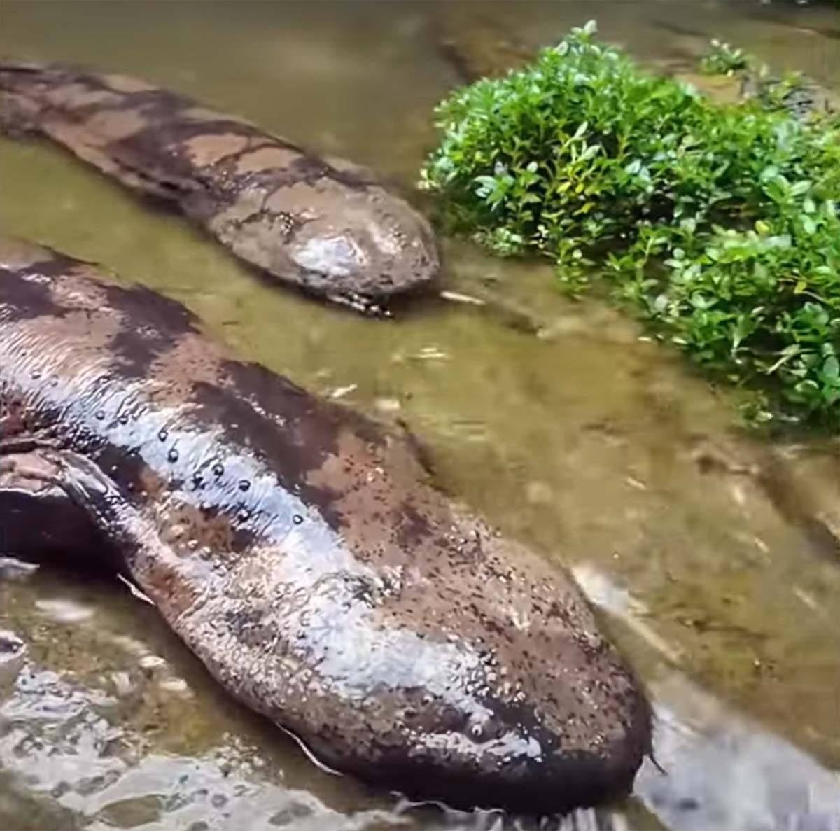 중국장수도롱뇽 / '1 Minute Animals' 유튜브