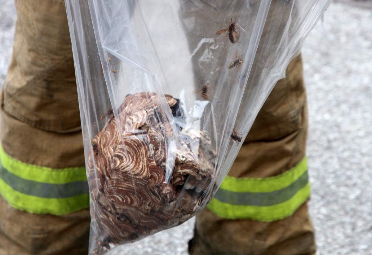 말벌집 제거작업에 성공한 소방서 대원. 자료사진. / 노원소방서 제공-뉴스1