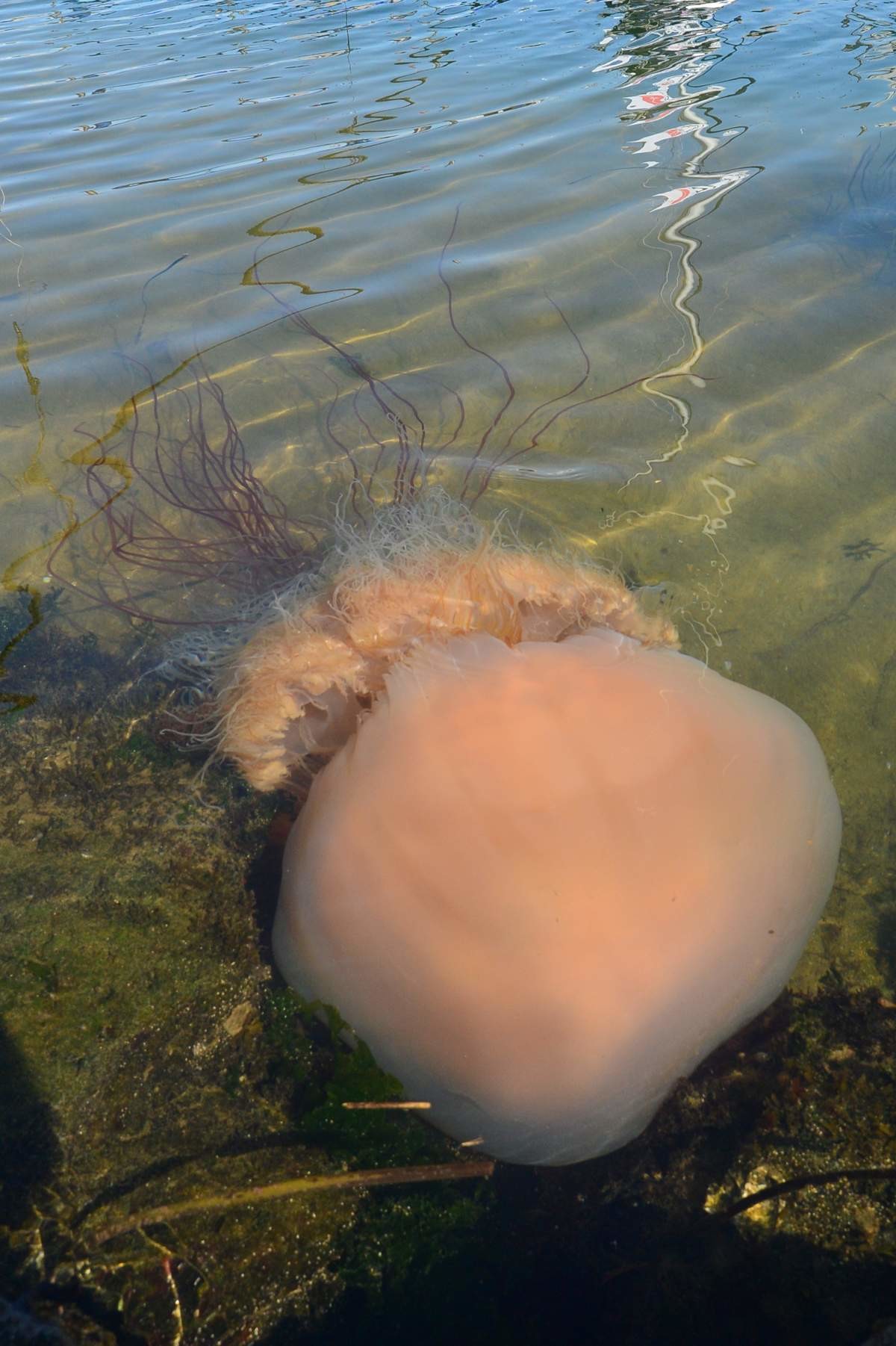 독성이 있는 해파리, 노무라입깃해파리. 자료사진. / 뉴스1