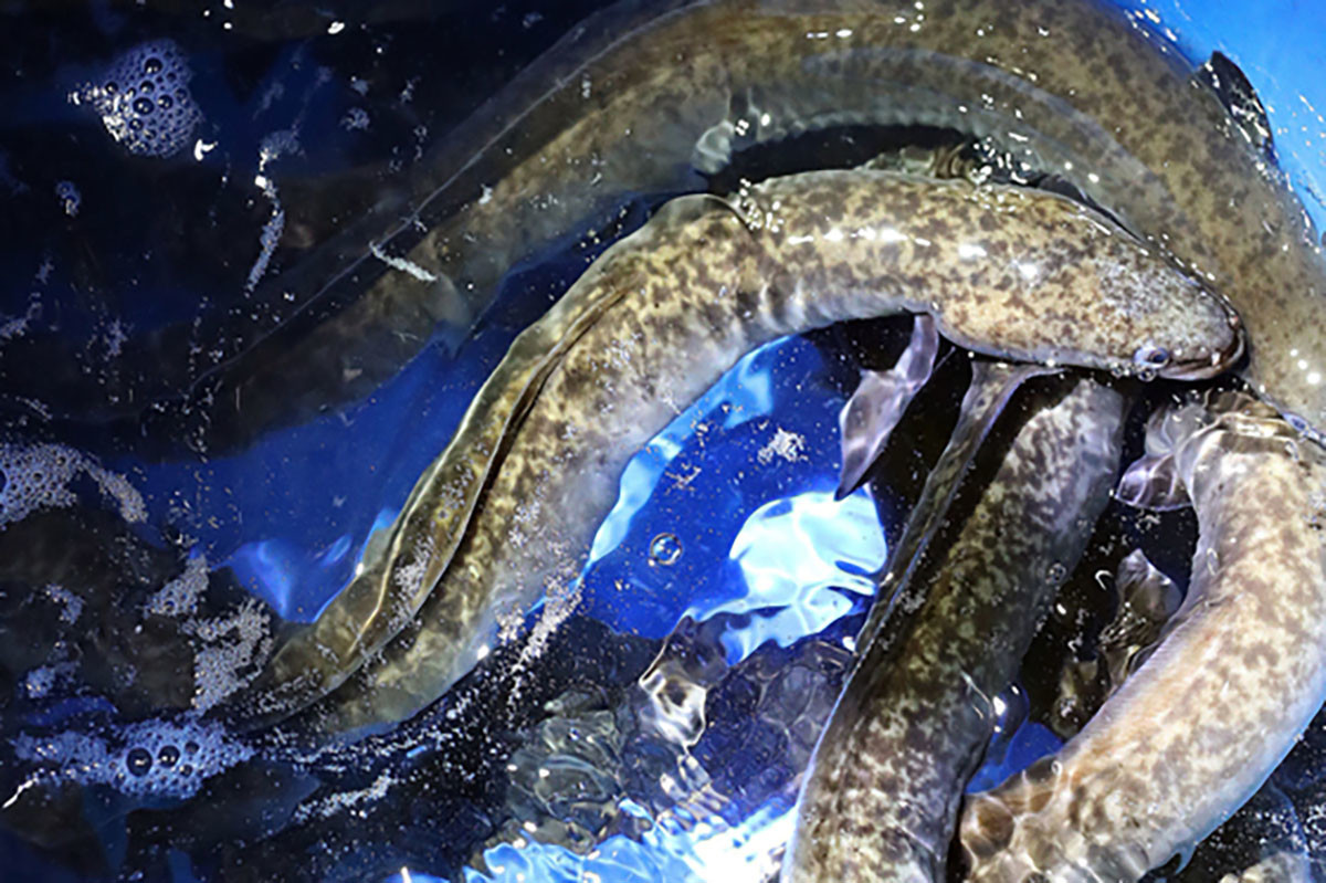 무태장어 / 이마트