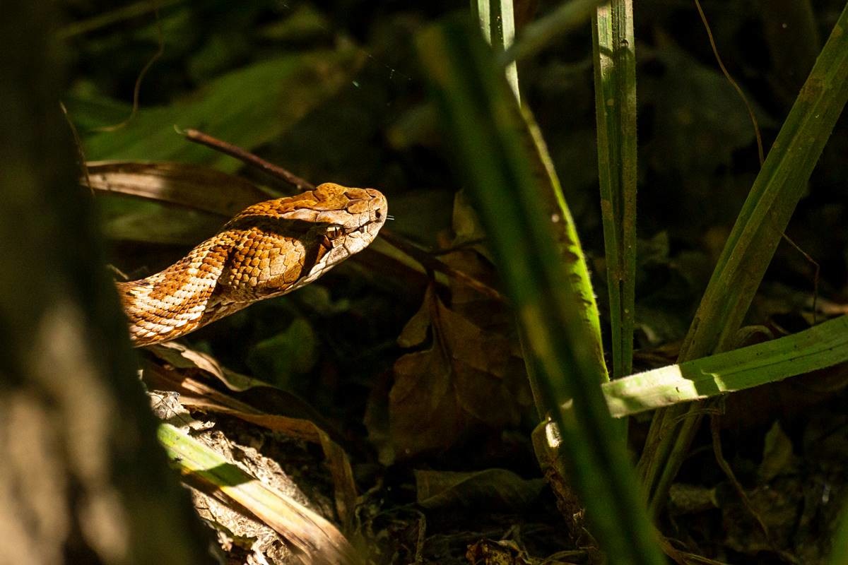 까치살모사 / Urri-Shutterstock.com