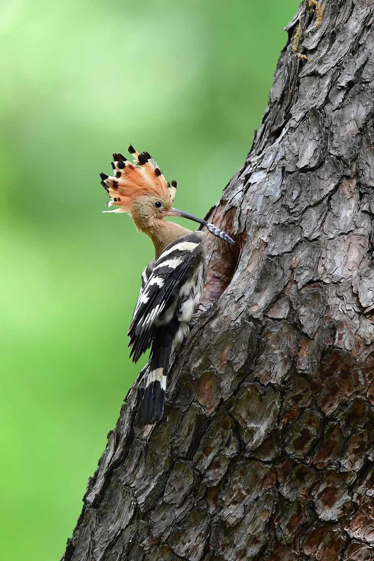 가정의 달 5월 첫 날인 1일 경북 경주시 황성공원 고목에 둥지를 튼 후투티가 먹잇감을 물어오고 있다. /뉴스1(2025.5.1)