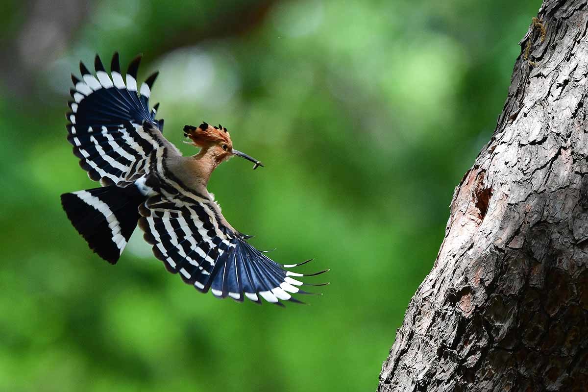 가정의 달 5월 첫 날인 1일 경북 경주시 황성공원 고목에 둥지를 튼 후투티 한쌍이 새끼들에게 먹잇감을 물어다 나르고 있다. / 뉴스1(2025.5.1)