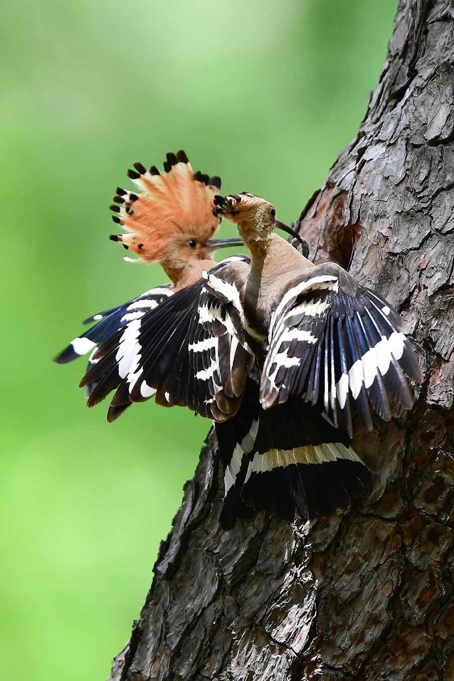 가정의 달 5월 첫 날인 1일 경북 경주시 황성공원 고목에 둥지를 튼 후투티 한쌍이 새끼들에게 먹잇감을 물어다 나르고 있다. / 뉴스1(2025.5.1)