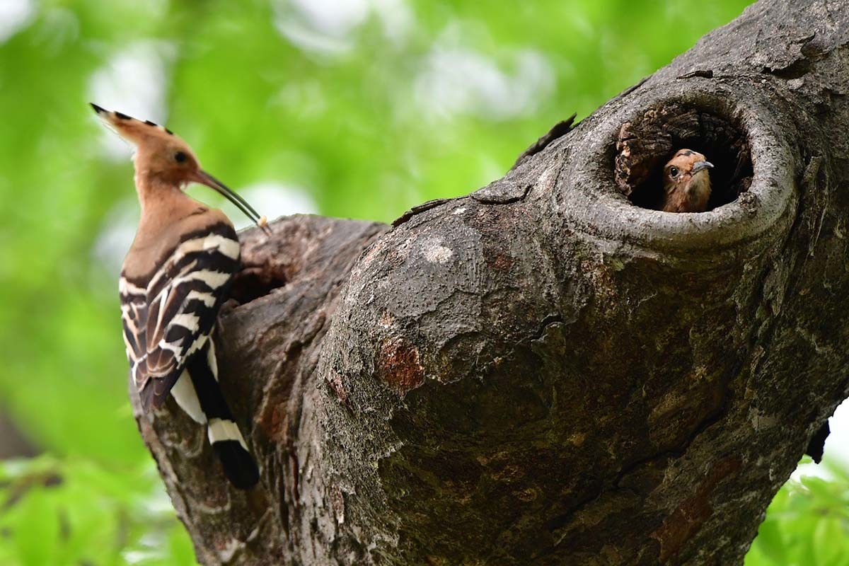 16일 오후 경북 경주시 황성공원에서 여름새인 후투티 새끼들이 둥지를 떠날 준비를 하고 있다.  /뉴스1(2025.5.16)