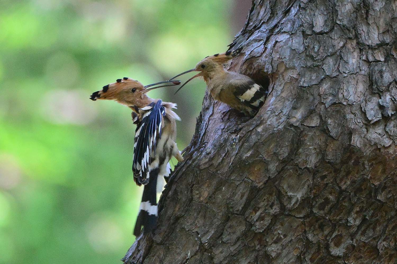 4일 경북 경주시 황성공원에서 후투티 한 쌍이 둥지에 있는 새끼들에게 먹잇감을 부지런히 물어다 나르고 있다. / 뉴스1(2025.5.4)