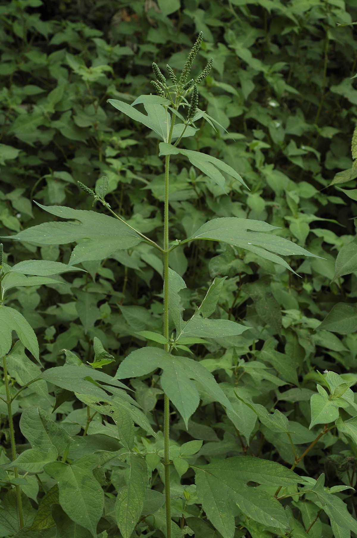 단풍잎돼지풀 / 국립생물자원관