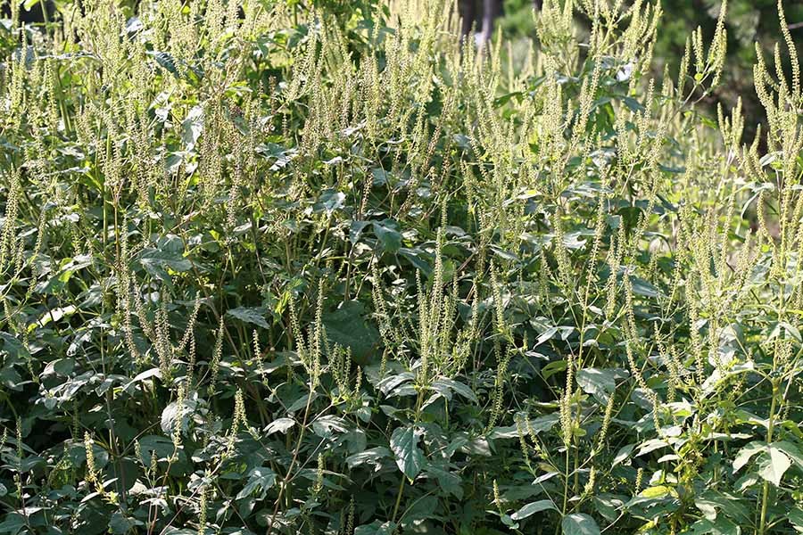 단풍잎돼지풀 / 국립생물자원관