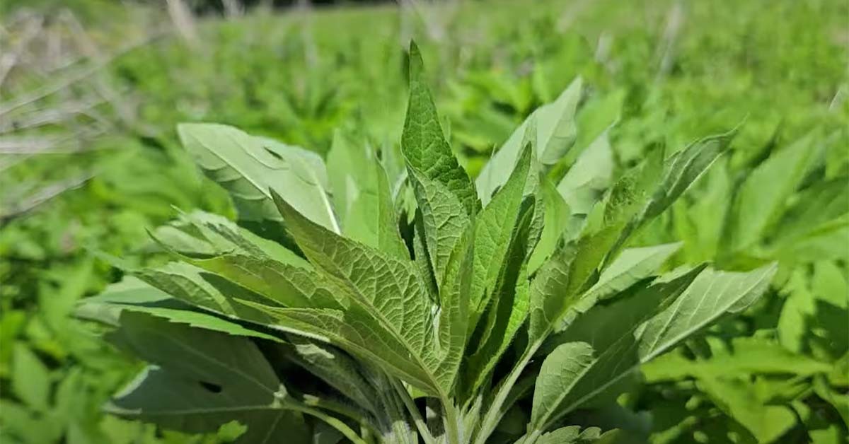 단풍잎돼지풀 순 / '텃밭친구' 유튜브