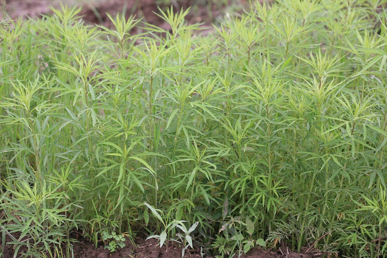 물쑥 / 국립생물자원관