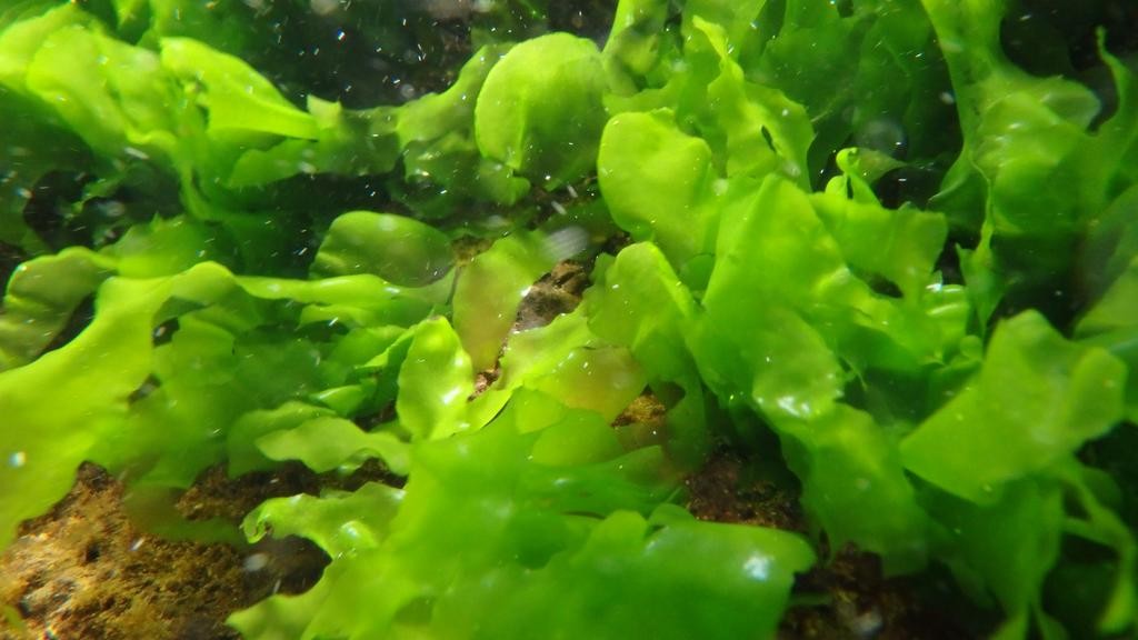 소한계곡에서 자라는 민물김 / 삼척민물김 홈페이지