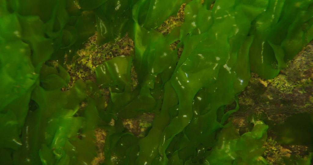 소한계곡에서 자라는 민물김 / 삼척민물김 홈페이지