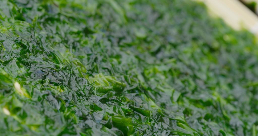 채취한 민물김 / 삼척민물김 홈페이지