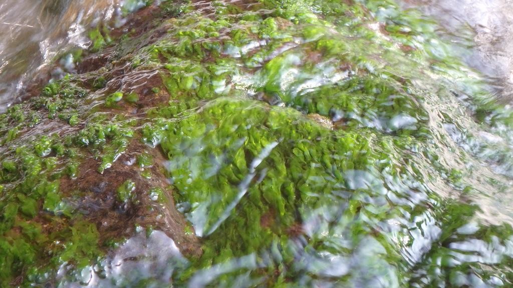 소한계곡에서 자라는 민물김 / 삼척민물김 홈페이지