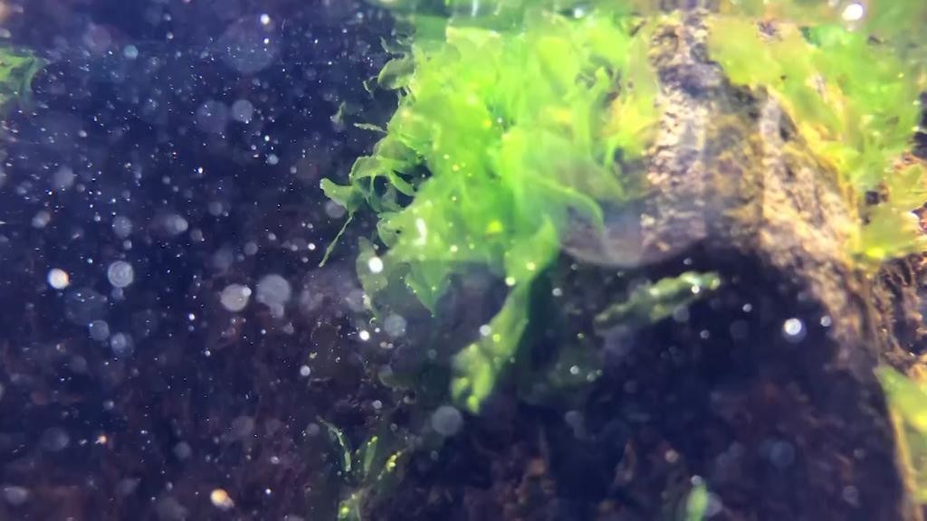 소한계곡에서 자라는 민물김 / 삼척민물김 홈페이지