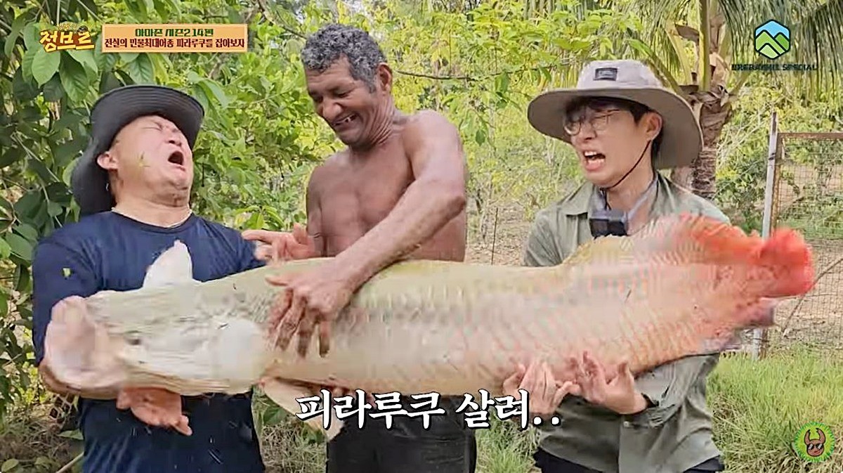 거대 물고기 피라루쿠 모습. 유튜버 정브르(오른쪽)가 피라루쿠를 들면서 힘겨워하고 있다. 피라루쿠는 세계에서 가장 큰 민물고기 중 하나다. 평균 몸길이 2~3m, 최대 4.5~5m까지 자란다. 체중은 성체 기준 최대 200kg에 달한다. 기사 이해를 돕기 위한 자료 사진 / 유튜브 '정브르'