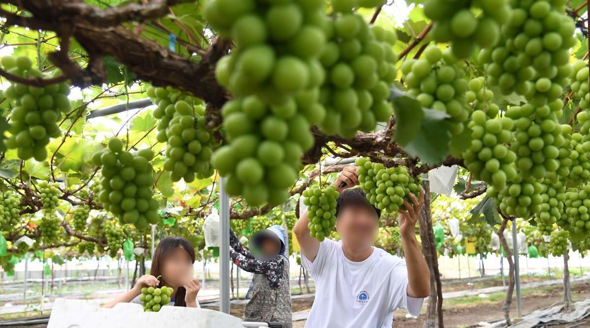 달콤하고 맛 좋은 샤인머스캣. 자료사진. / 거창군 제공-뉴스1