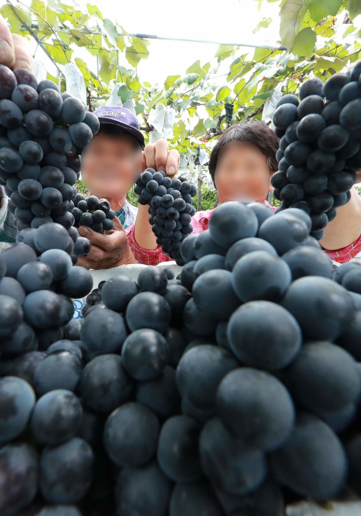 탱글탱글한 포도. / 함양군 김용만 제공-뉴스1