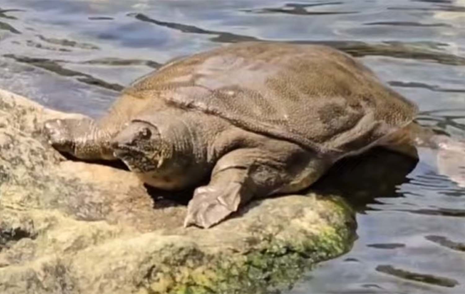 청계천 자라 / '청계천 친구들' 유튜브