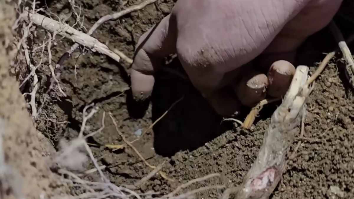 고운땅거미 채집 현장. / 유튜브 '정브르'