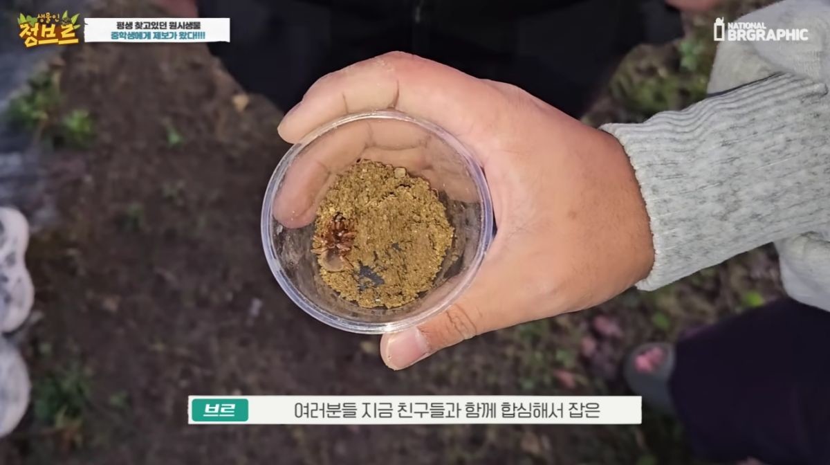 고운땅거미. / 유튜브 '정브르'