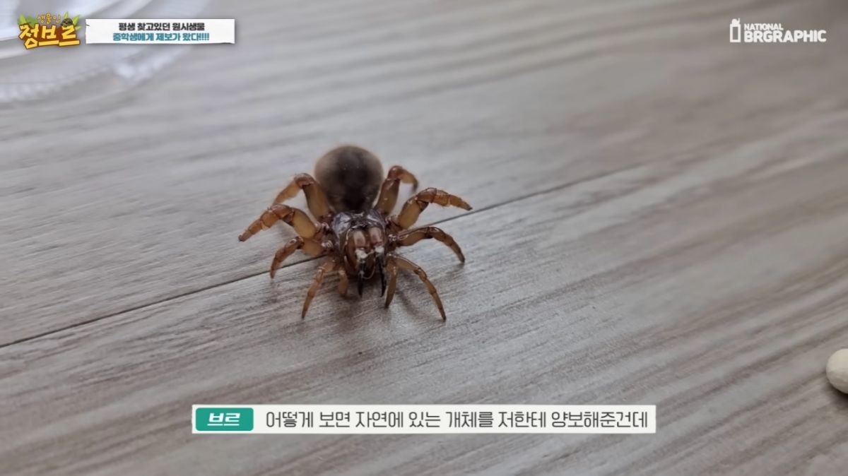 고운땅거미. / 유튜브 '정브르'