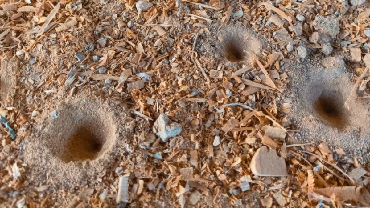 개미 귀신의 덫 / Sesok Friday-shutterstock.com