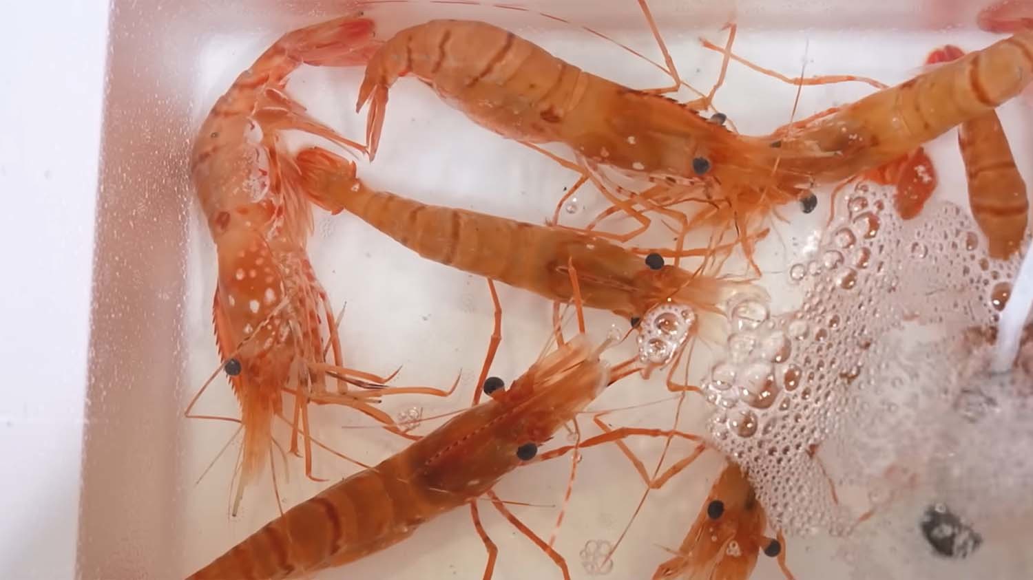 도화새우 / '입질의추억TV' 유튜브