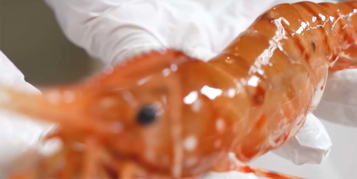 도화새우 / '입질의추억TV' 유튜브