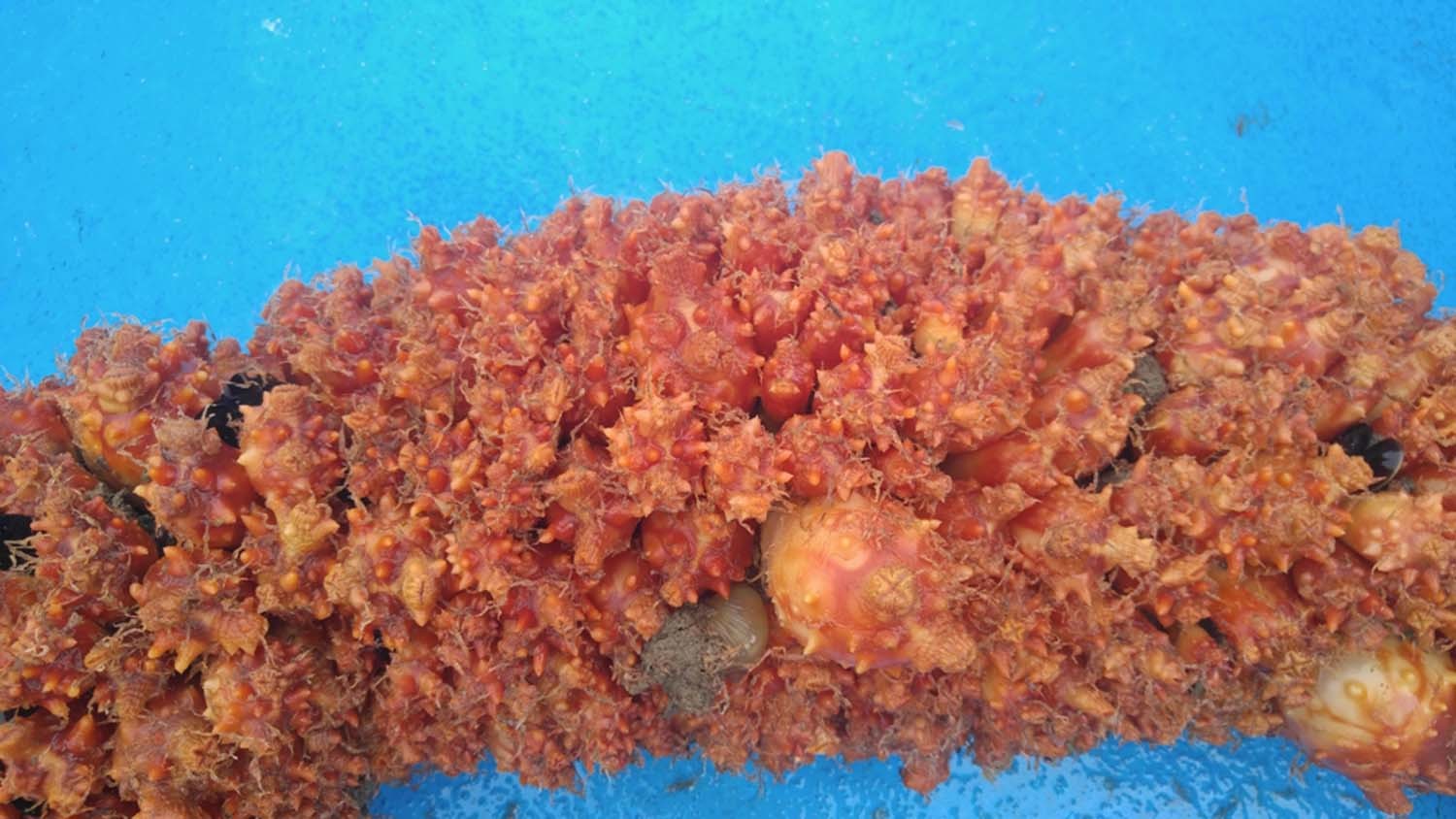 멍게  / 연합뉴스