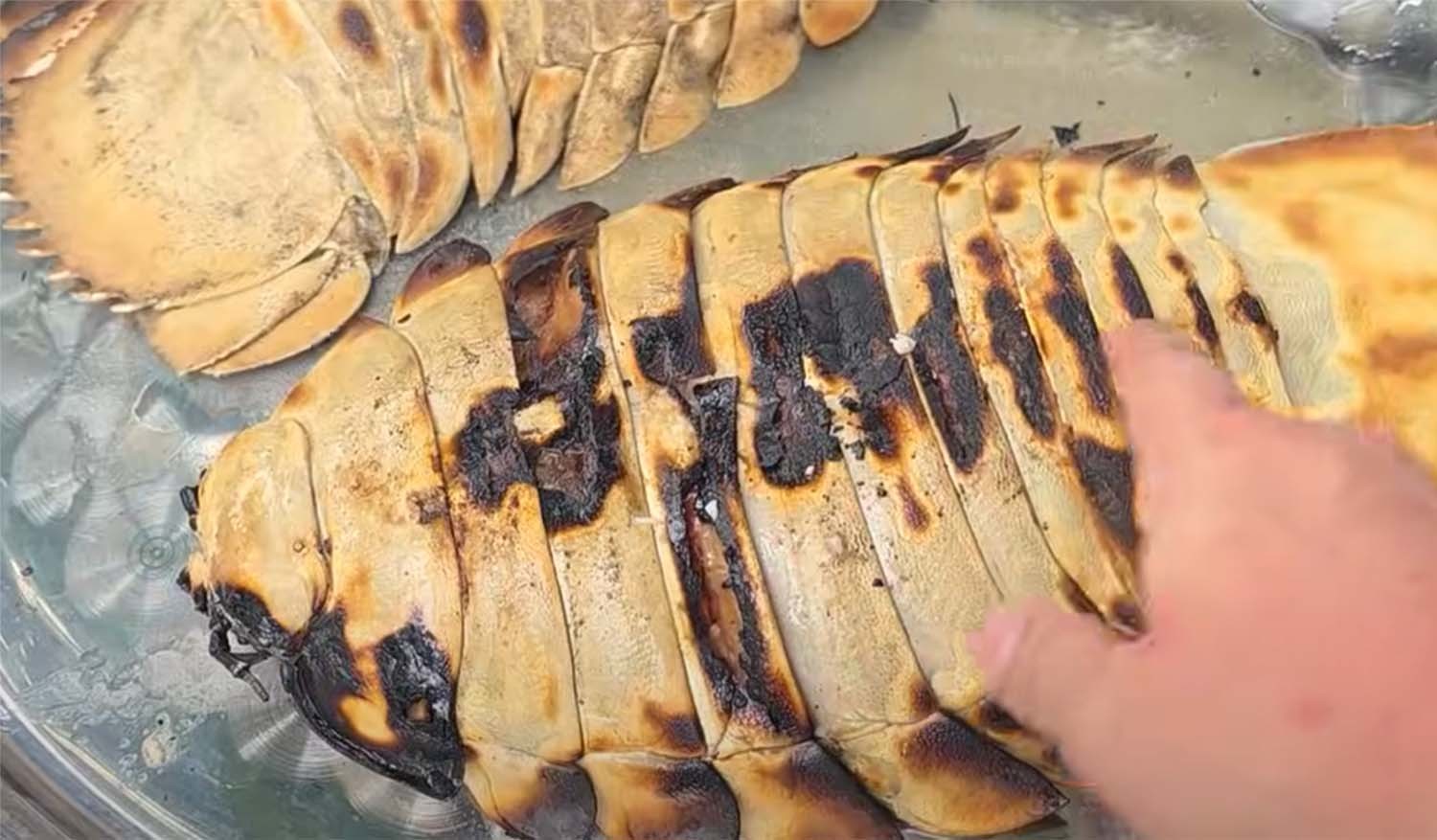 불에 구운 바티노무스 기간테우스 / '헌터퐝' 유튜브