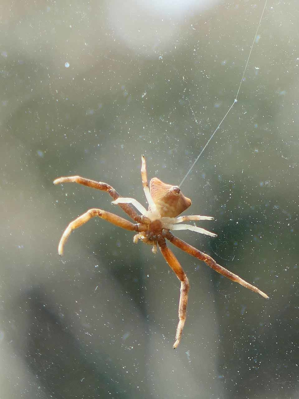 거미 / 픽사베이