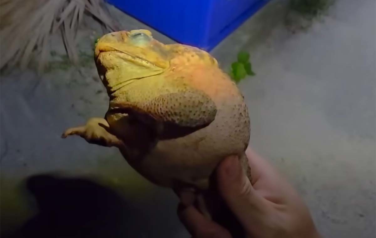 다흑이 일본 이시가키섬에서 포획한 독두꺼비. / '다흑' 유튜브