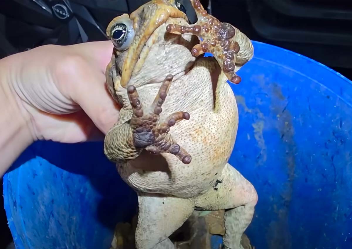 다흑이 일본 이시가키섬에서 포획한 독두꺼비. / '다흑' 유튜브