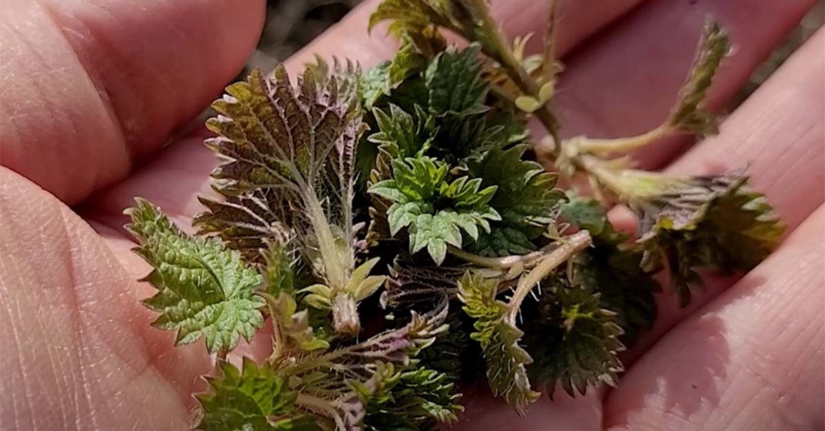 가능잎쐐기풀 순 / '텃밭친구' 유튜브