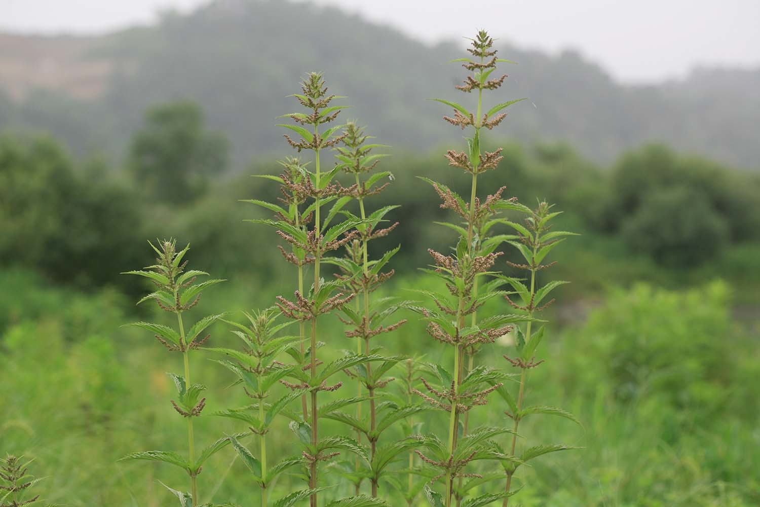 가능잎쐐기풀 / 국립생물자원관
