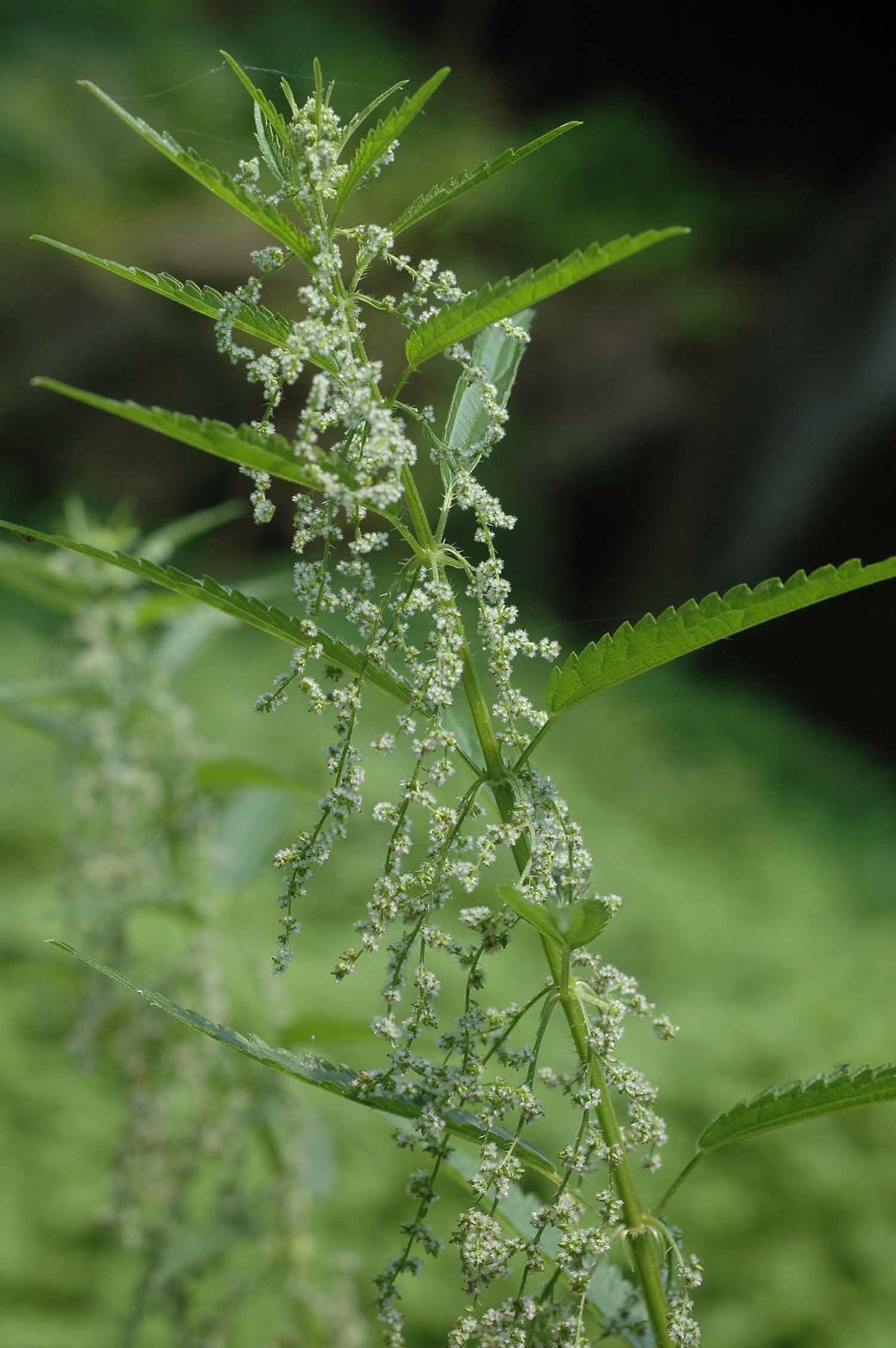 가능잎쐐기풀 / 국립생물자원관