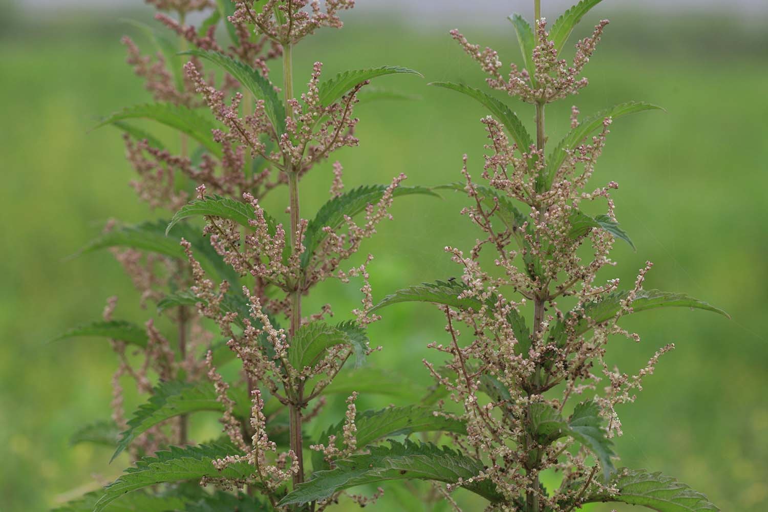 가능잎쐐기풀 / 국립생물자원관