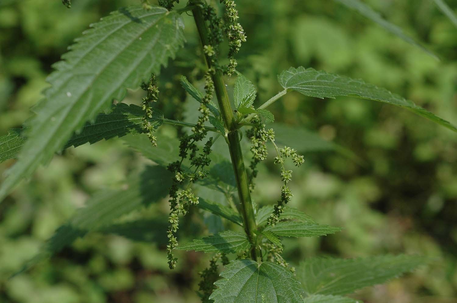 가능잎쐐기풀 / 국립생물자원관