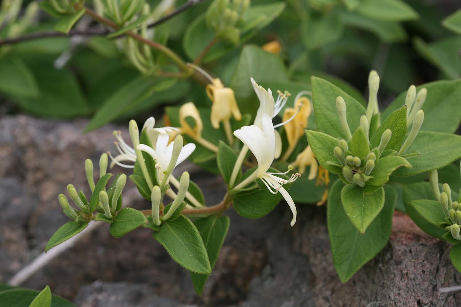 인동덩굴 / 국립생물자원관