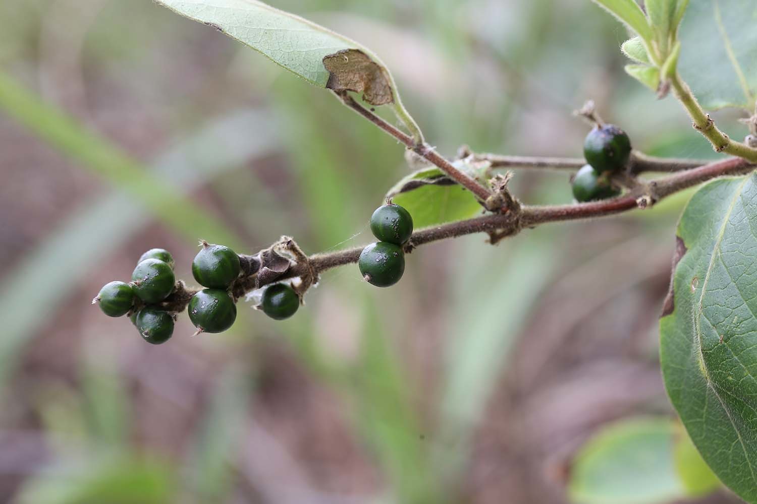 인동덩굴 열매 / 국립생물자원관