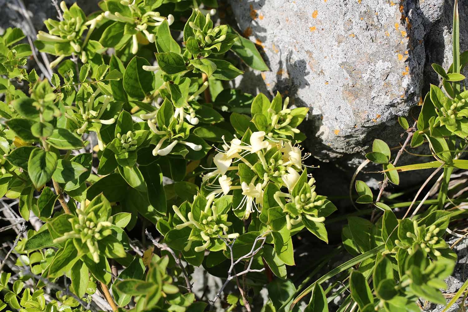 인동덩굴 / 국립생물자원관