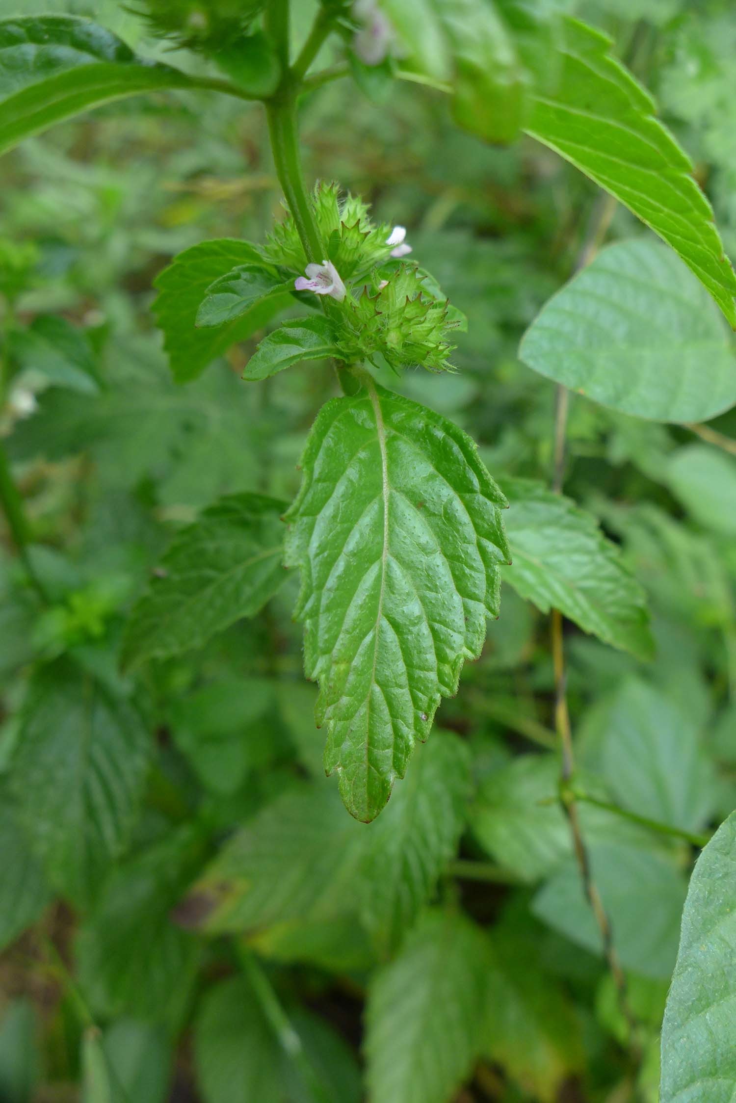 산층층이 / 국립생물자원관
