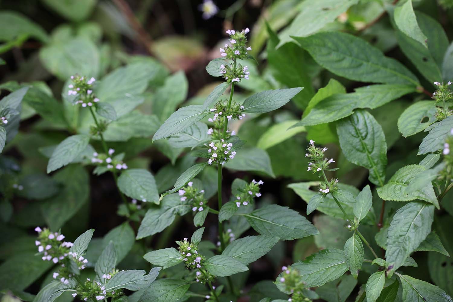 산층층이 / 국립생물자원관