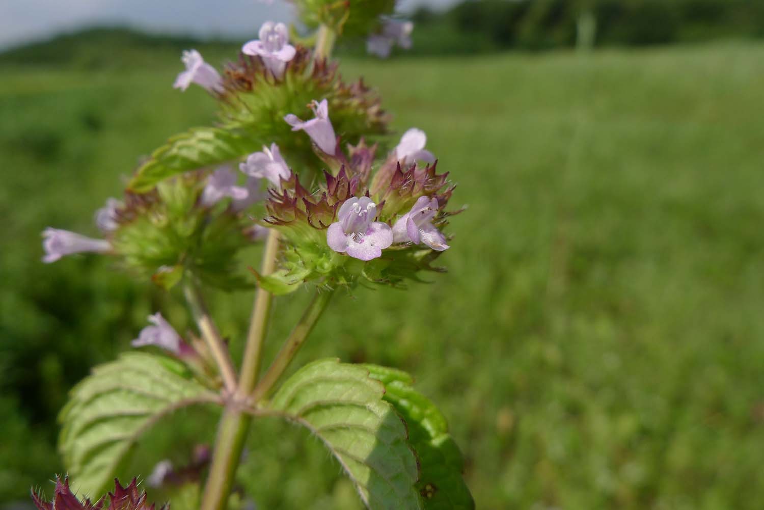 산층층이 꽃 / 국립생물자원관